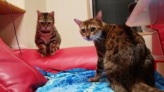 ベンガル猫リンダ&メイリの可愛いお返事