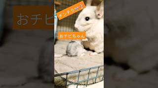 おっぱいどぉこぉ〜🍼🐭💦赤ちゃんチンチラとママ#animal #ハムスター #チンチラベビー #チンチラのいる生活 #チンチラ飼育 #チンチラ赤ちゃん
