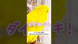 【インコのつぼみ】食べたいほどに大好き！ #セキセイインコ #おしゃべりインコ #インコ #かわいい