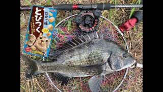 スケスケの水にイワシの群れ！！厳しい時期でも「猫餌でヘチ釣り」したらめっちゃ釣れるんです！！