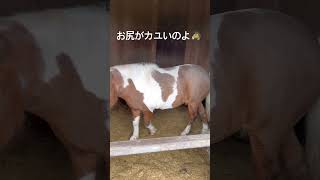タイちゃんランドの仲間たち〜お尻カユいのよ〜#pony #じゃりん子チエ